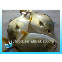 FROZEN GOLDEN POMFRET POMPANO WHOLE ROUND IQF IWP